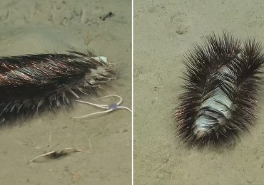 VIDEO: Descubren en Chile un gusano marino con aspecto alienígena