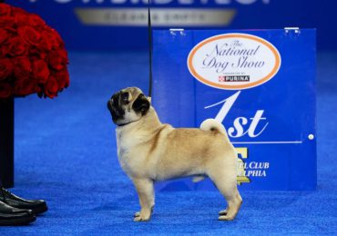 ¡Histórico! El Pug Vito gana el premio al mejor de la exposición en el National Dog Show 2024