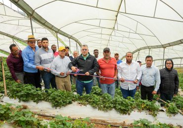 FEDA apuesta a la producción de fresas para dinamizar economía de Jarabacoa