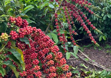 Alzas de precios del café genera bonanza en zonas cafetaleras