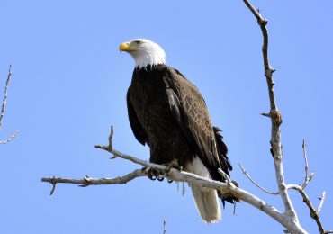 El águila calva es oficialmente designada como el ave nacional de Estados Unidos