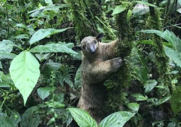 Ecuador realiza conversión de deuda para destinar USD 460 millones a la Amazonía