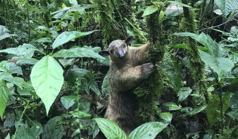 Ecuador realiza conversión de deuda para destinar USD 460 millones a la Amazonía