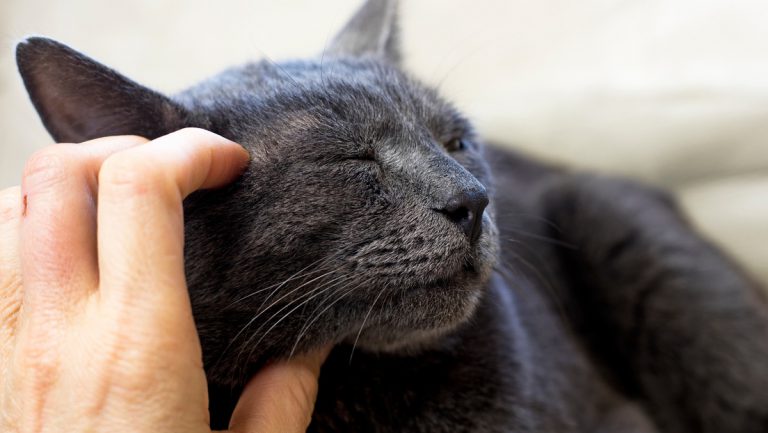 Mujer demanda a su esposo por darle más atención a su gato que a ella