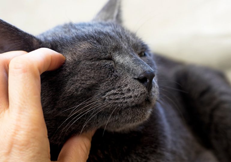 Mujer demanda a su esposo por darle más atención a su gato que a ella