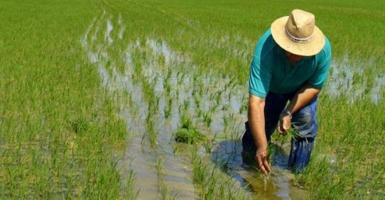 Presidente Abinader emite decreto para proteger la producción nacional de arroz ante retos del DR-CAFTA