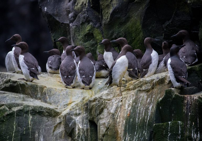 Una sola ola de calor mató millones de aves marinas en Alaska