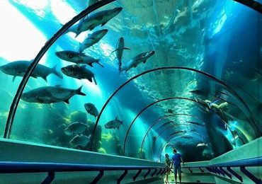 Acuario Nacional reabre sus puertas este 20 de diciembre