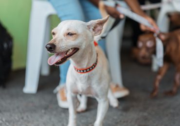 Alcaldía del Distrito Nacional realiza jornada de bienestar para perros y gatos