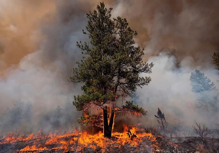 Incendios forestales significativos que abrasaron al mundo en 2024