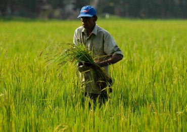 Hay que proteger la producción nacional de arroz y mantener la calidad del que consume la población