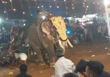 Al menos 23 heridos por el ataque de un elefante durante un festival en el sur de la India