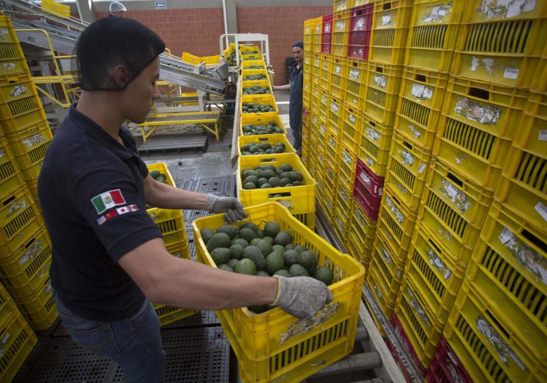 Productores mexicanos de aguacate exportarán unas 110.000 toneladas para el Super Bowl LIX