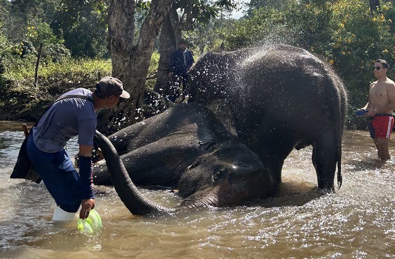 El baño con elefantes, la popular actividad turística tailandesa criticada por animalistas