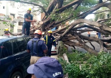 Bomberos DN trabajan para retirar árbol caído en calle El Retiro en Ensanche Paraíso