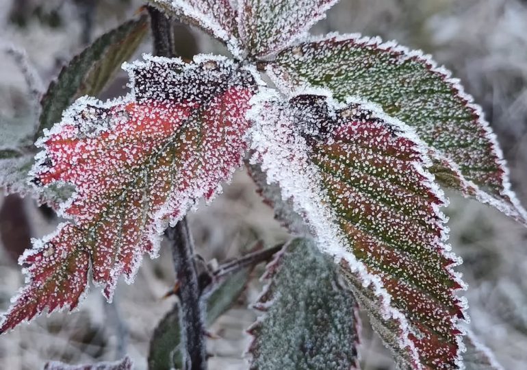 Se congela Valle Nuevo con temperaturas de -2°C