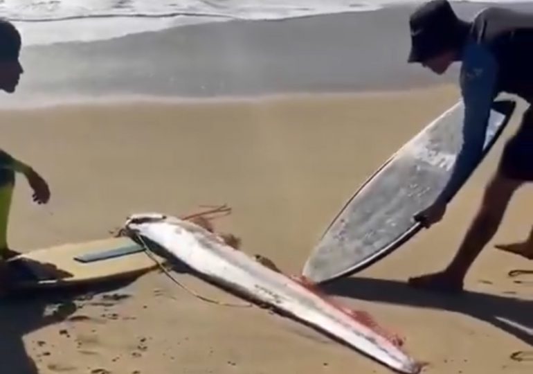 Surfistas rescatan y devuelven al mar un pez remo varado en Los Cabos