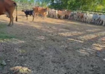 Denuncian cuatrerismo en la provincia de Hato Mayor: roban 26 vacas en un día