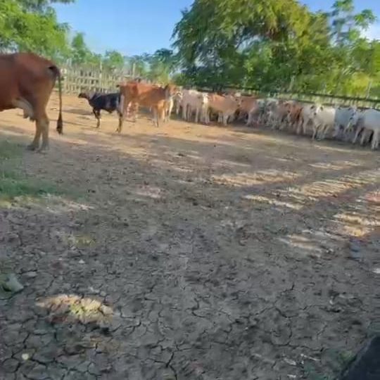 Denuncian cuatrerismo en la provincia de Hato Mayor: roban 26 vacas en un día