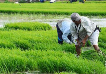 Productores de arroz aseguran estabilidad en precios y abastecimiento del mercado