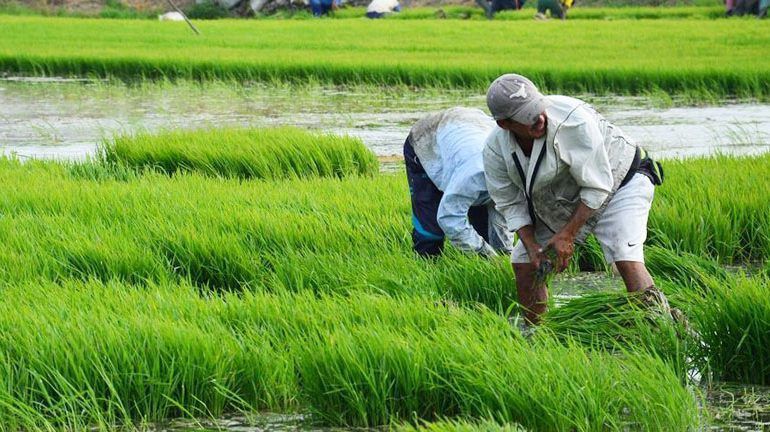 Productores de arroz aseguran estabilidad en precios y abastecimiento del mercado