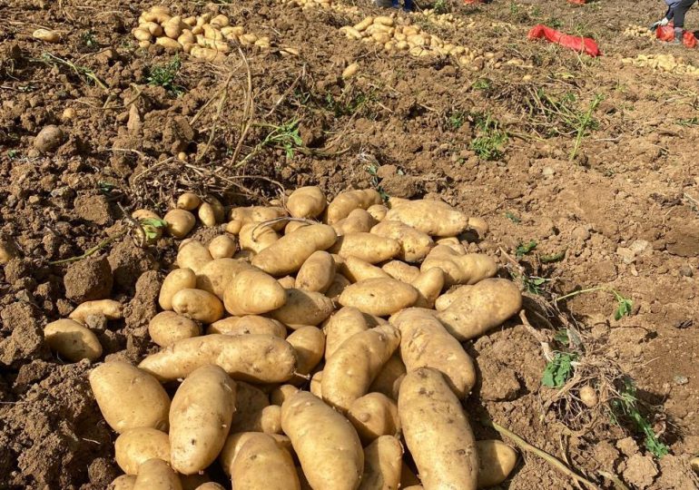 Ministerio de Agricultura interviene parcela con sospecha de plaga de papas en Constanza