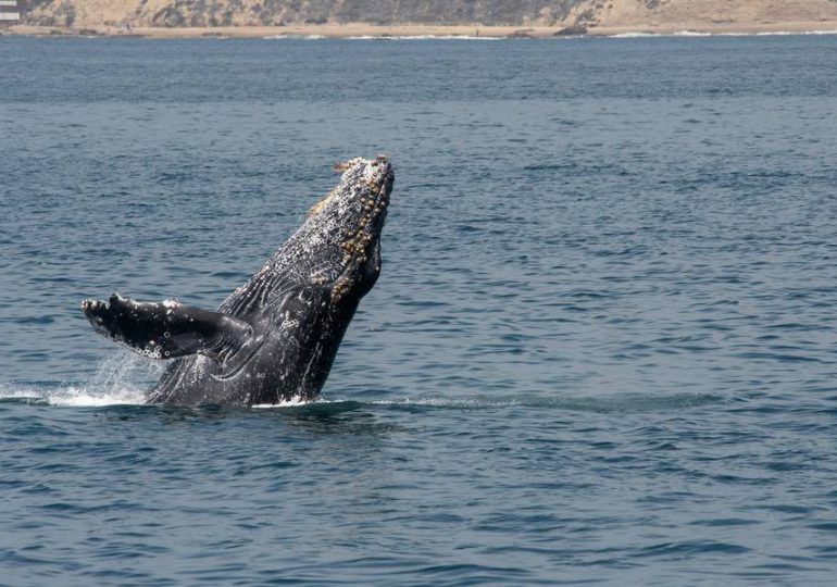 Es físicamente imposible que una ballena jorobada se trague a una persona