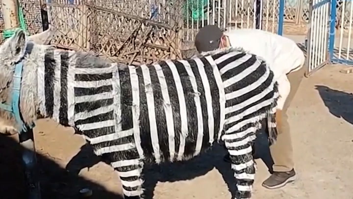 ¡Insólito! Un zoológico en China pinta burros de blanco y negro  para que parezcan cebras