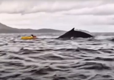 Video: Joven es tragado y expulsado por una ballena jorobada en Chile