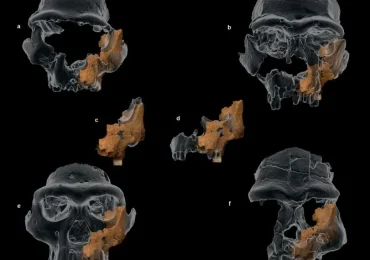 Hallan en España los huesos faciales fósiles más antiguos de Europa Occidental