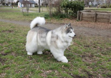 Tokotoko Zoo, el lugar donde cualquiera puede cumplir el sueño de ser un perro en Japón
