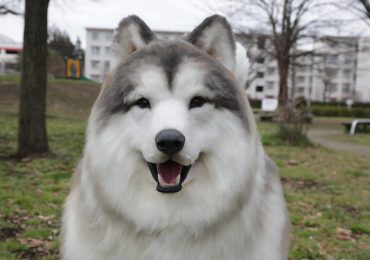 Tokotoko Zoo, el lugar donde cualquiera puede cumplir el sueño de ser un perro en Japón