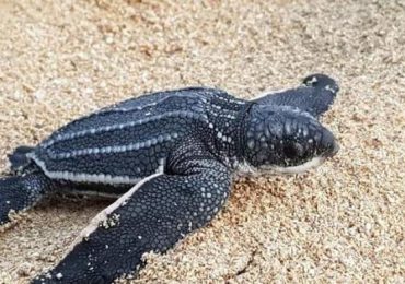 Decomisan 259 libras de tortuga tinglar, especie en peligro de extinción