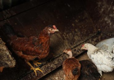 Alquilar una gallina, una moda en auge en EEUU ante los cambios en el precio de los huevos