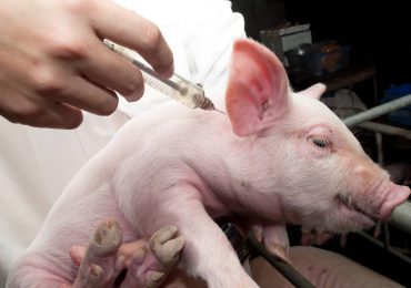 Confirman nuevo brote de fiebre porcina en Dajabón