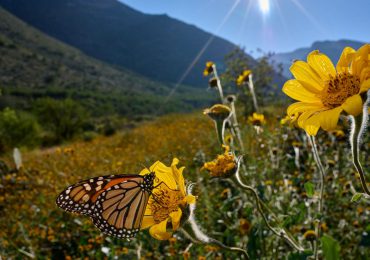 La primavera llegó al hemisferio norte: comienza una nueva estación