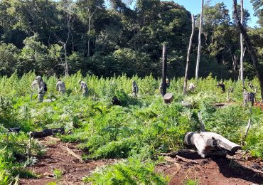 Paraguay y Brasil incautan 100 toneladas de marihuana y destruyen 253 hectáreas de cultivo
