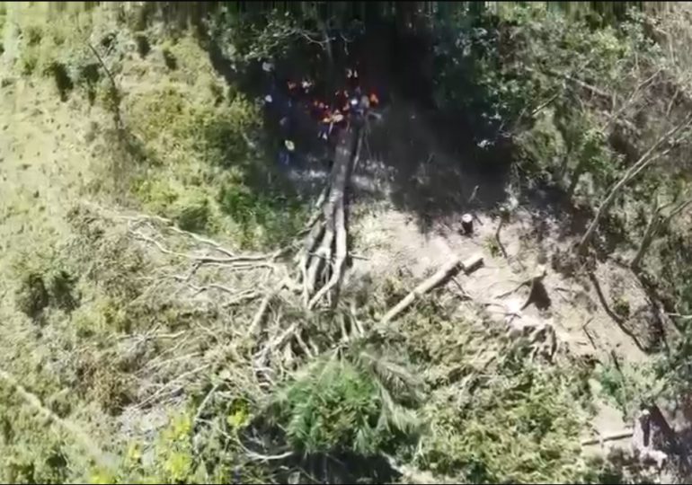 Barrick Pueblo Viejo responde ante la tala de árboles