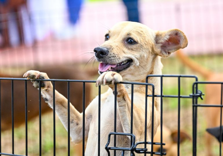 Alcaldía de Santiago realiza con éxito la 2da Feria de Adopción de Perritos
