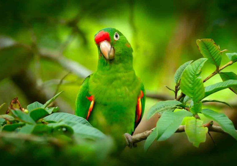 Hoy es Día Mundial del Loro