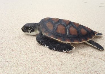 Temporada de desove de tortugas marinas en la Costa Este: Fundación Grupo Puntacana hace llamado a la protección