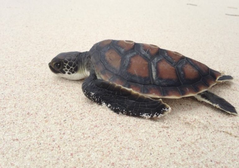 Temporada de desove de tortugas marinas en la Costa Este: Fundación Grupo Puntacana hace llamado a la protección