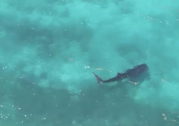 Video: Alerta y conciencia por la presencia de tiburón ballena en la costa sur emitida por el Acuario Nacional 