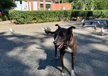 Alcaldía DN solicita investigación a la Fiscalía por envenenamiento de perros en el Mirador Sur