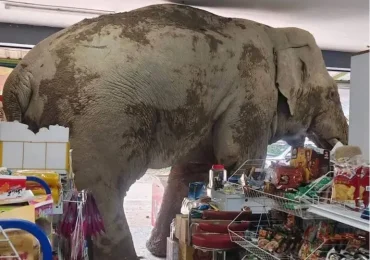 Video: Elefante hambriento invade supermercado y arrasa con la comida en Tailandia