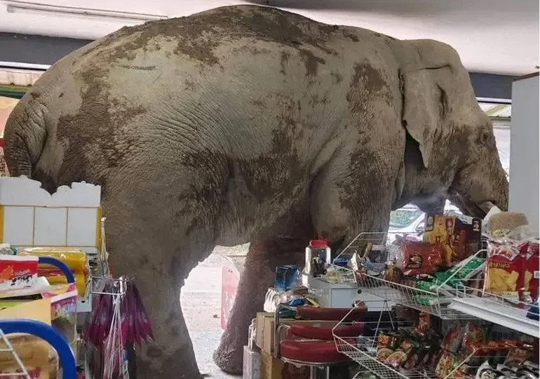 Video: Elefante hambriento invade supermercado y arrasa con la comida en Tailandia