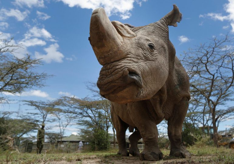 Después de casi un siglo el rinoceronte blanco regresa a Zimbabue