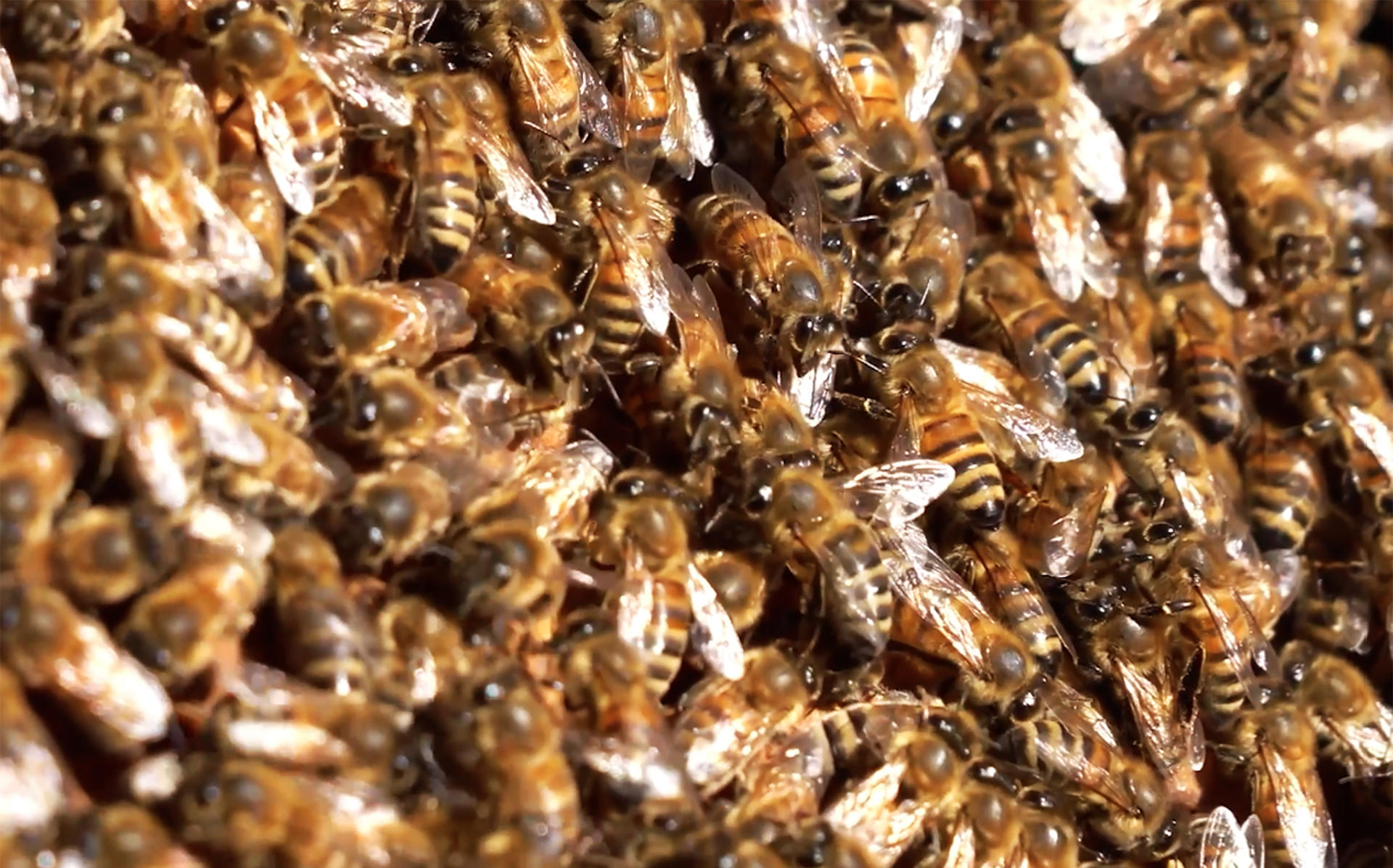 Sanas, puras y mansas: la exportación de abejas reina desde Chile vive un "boom"