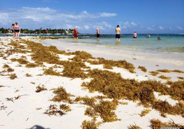Sargazo como recurso: desarrollan productos agrícolas  en República Dominicana
