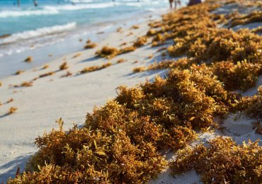 El sargazo alcanza niveles históricos y amenaza las costas del Caribe